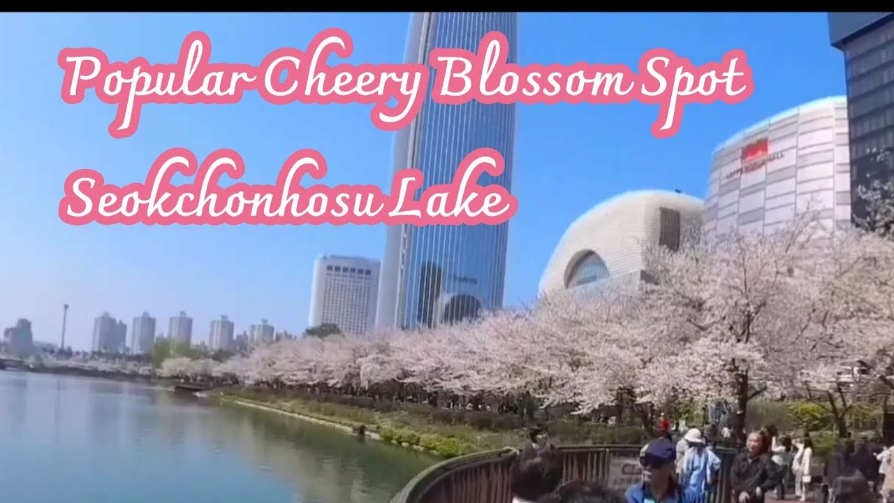서울 벚꽃 명소- 석촌호수 Popular Cherry Blossom Spot in Seoul-Seokchonhosu Lake
