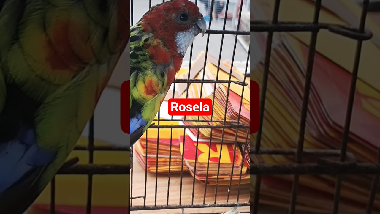 Rosela, agap&oacute;rnis e Ring neck.  #psitacideos