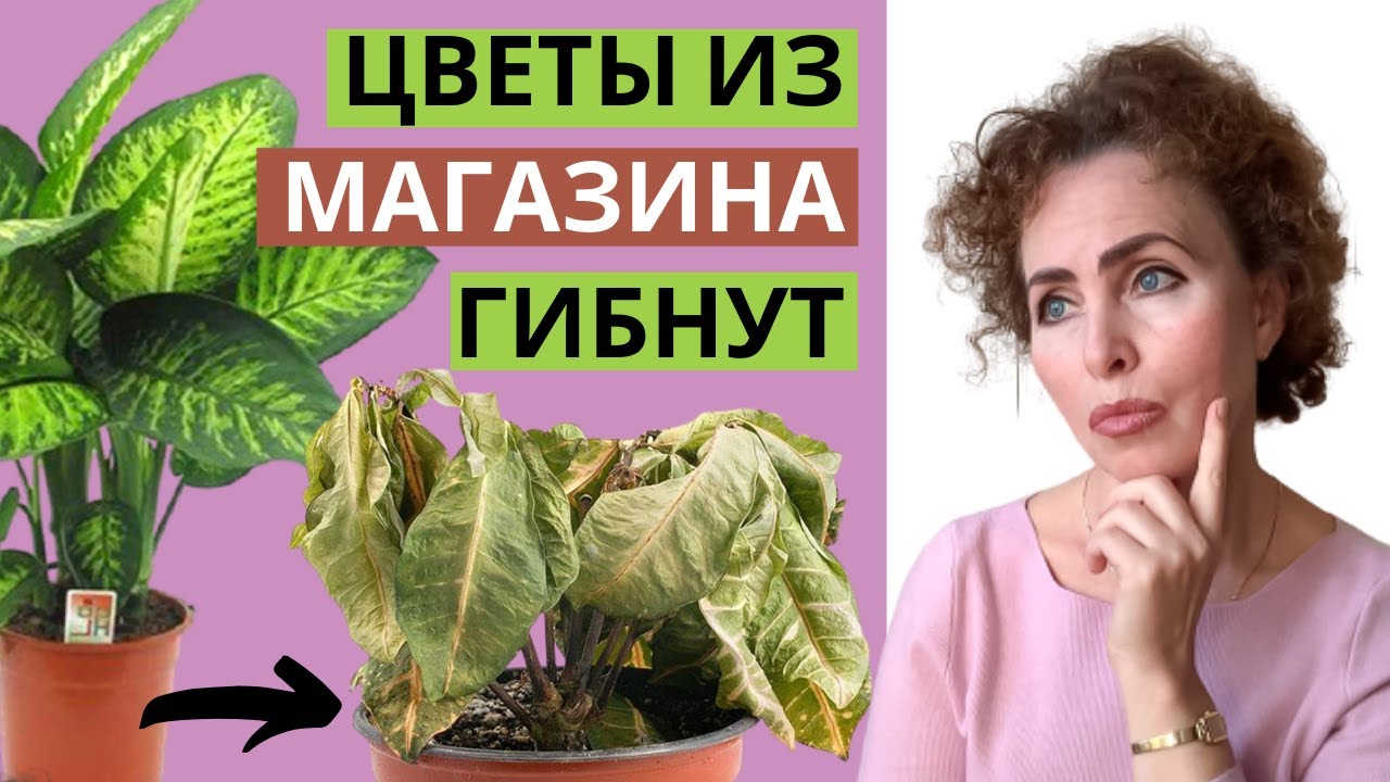 Почему не цветут магазинные комнатные цветы