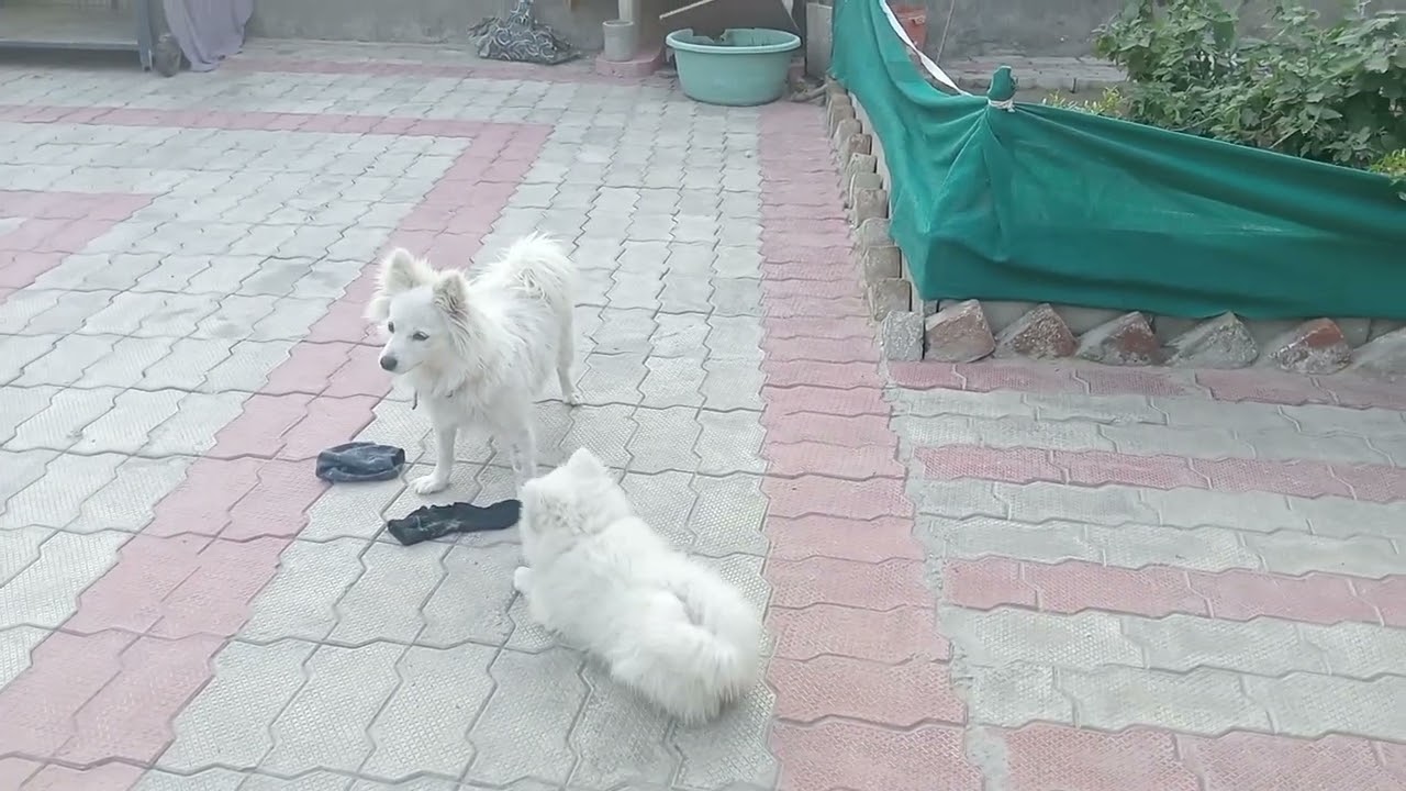 🐕‍🦺🐕‍🦺