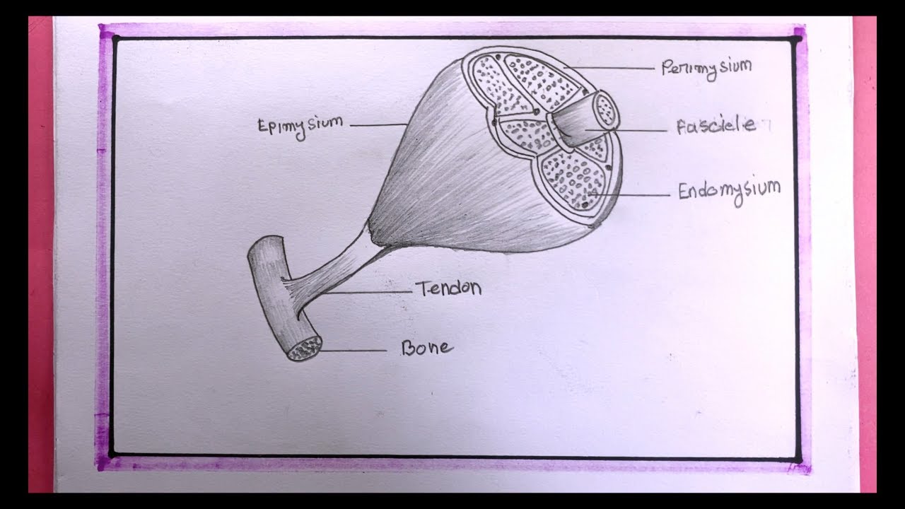 Drawing Skeletal Muscles/How To Draw Skeletal Muscles/Skeletal Muscles Drawing