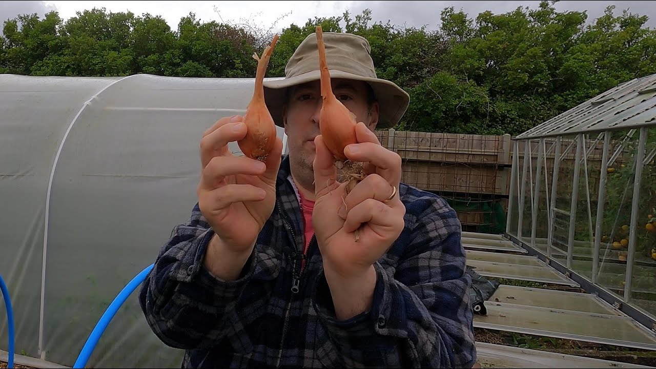 Planting shallots and garlic