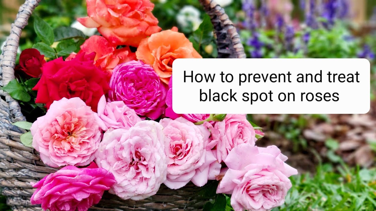 How to prevent and treat black spot on roses