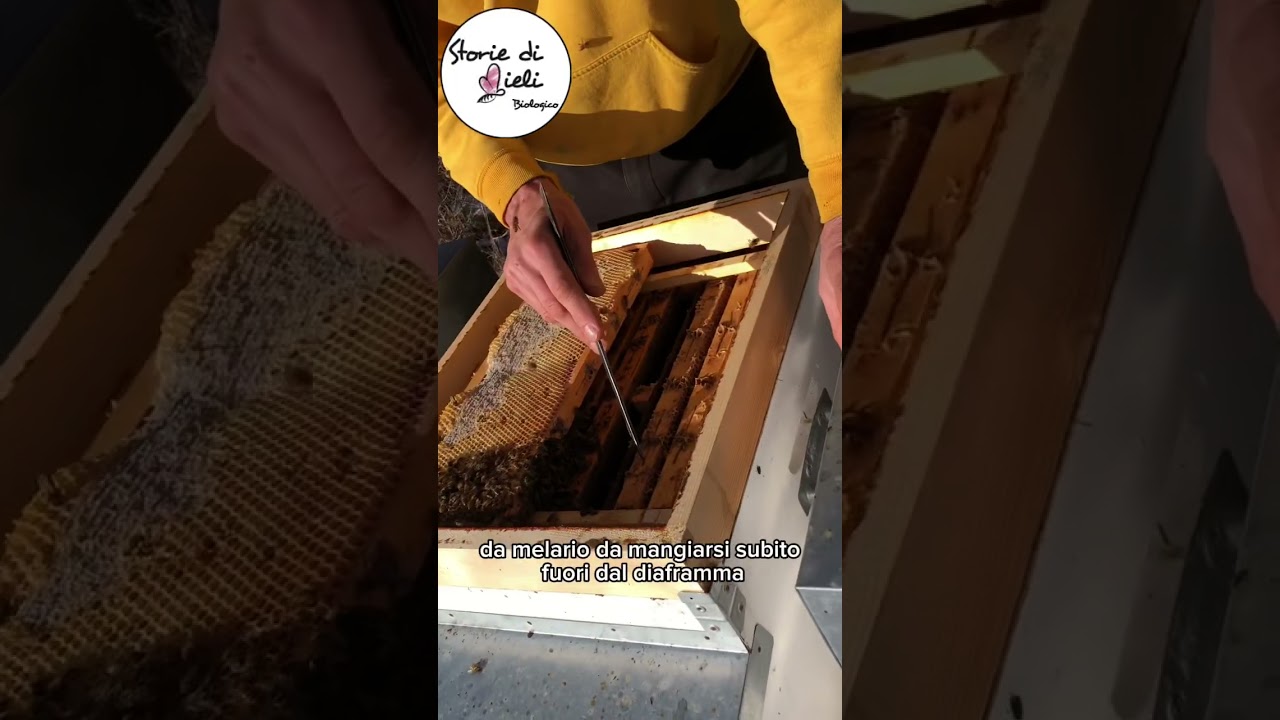 Il MIGLIOR CANDITO PER LE API IN INVENRO