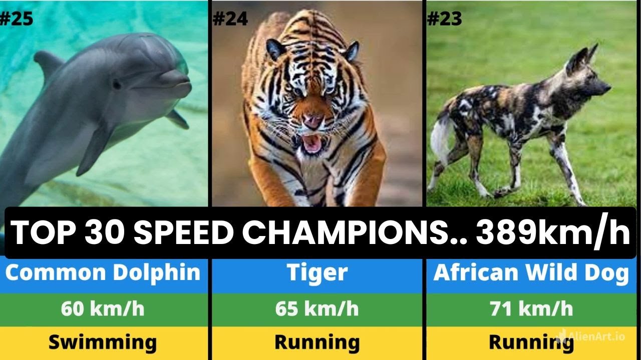 You Won’t Believe These Speeds! 🐆🦅🐬 | Fastest Animals Ranked #statsglobe #trivia #facts