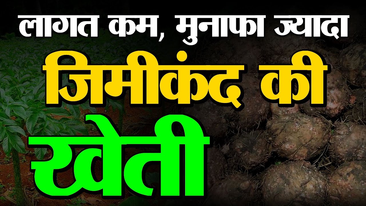Kisan समझे जिमीकंद की खेती : Elephant Foot Yam | लागत कम और मुनाफ़ा ज्यादा - JimiKand Ki Kheti