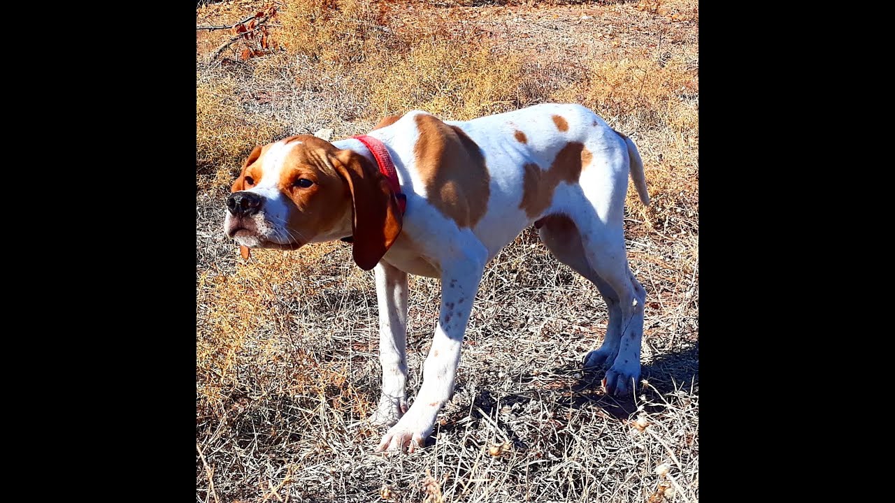 YAVRU KÖPEKLERDE FERMA EĞİTİMİ OLUR MU ? FERMA SORUNLARI NASIL AŞILIR ?AV KÖPEKLERİNDE FERMA OLGUSU