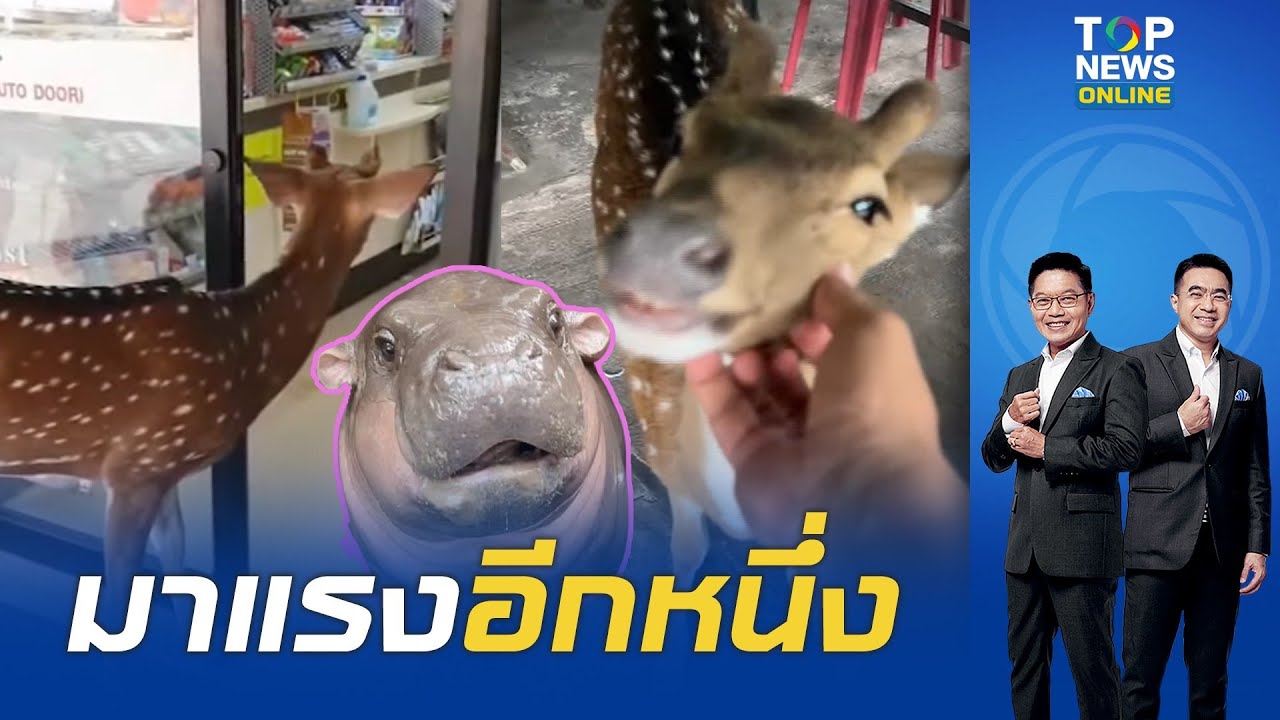 กำเนิดซุปตาร์ตัวใหม่สวนสัตว์เขาเขียว 