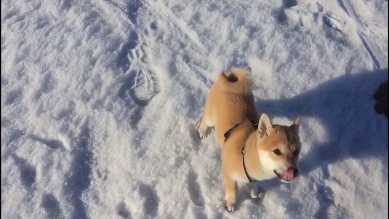 Life of Roki - Shiba Inu Mini Husky growing up