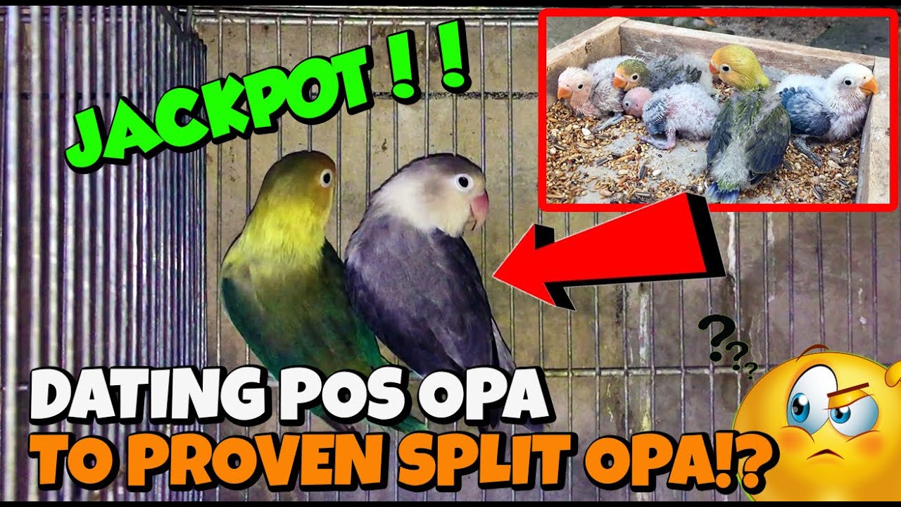 DATING POSSIBLE SPLIT OPA LANG NGAYON PROVEN SURE SPLIT OPALINE NA! PAANO? | SPLIT OPALINE MUTATION