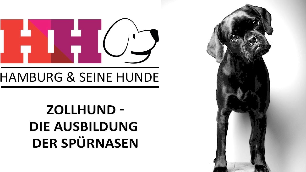 Hamburg & seine Hunde | Folge 18 - Zollhund - Die Ausbildung der Spürnasen des Zolls