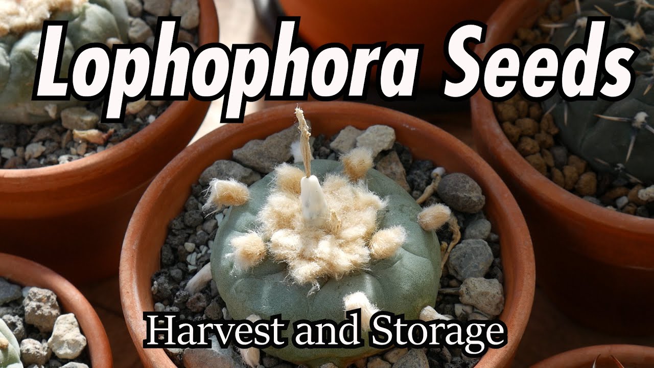 Lophophora Seeds, Harvest and Storage