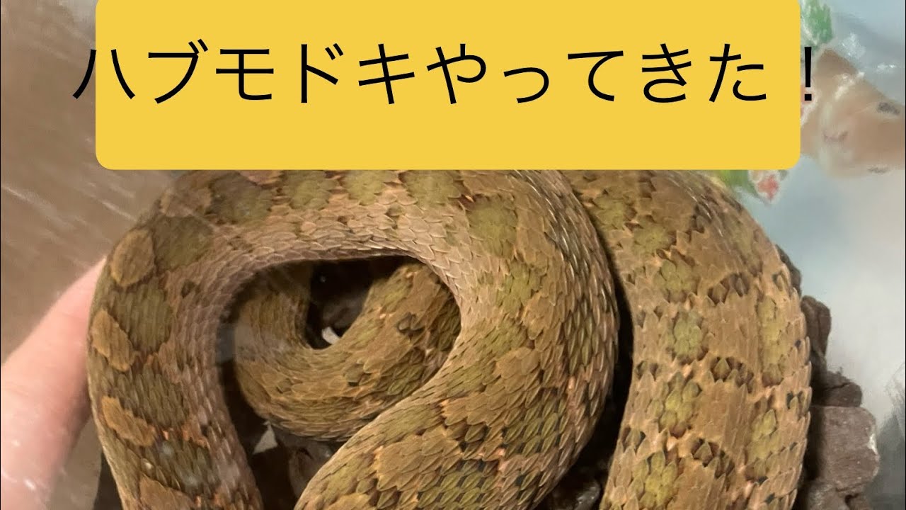 ハブモドキちゃんがやってきました！
