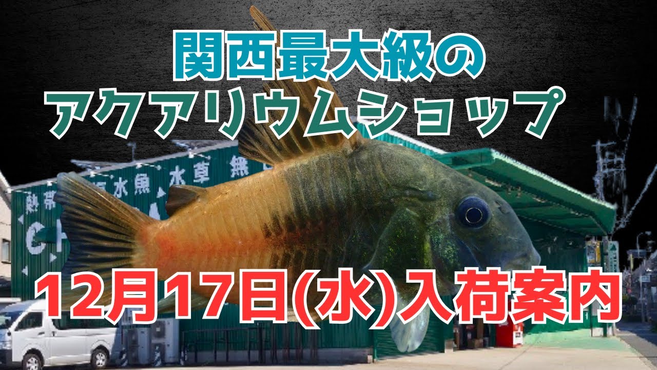 話題のビーコンコロール入荷！！コリドラス アルア コチュイ　イルミネータスオレンジ パラグア　高級スネークもコウタイなど大量入荷 ！！ 
