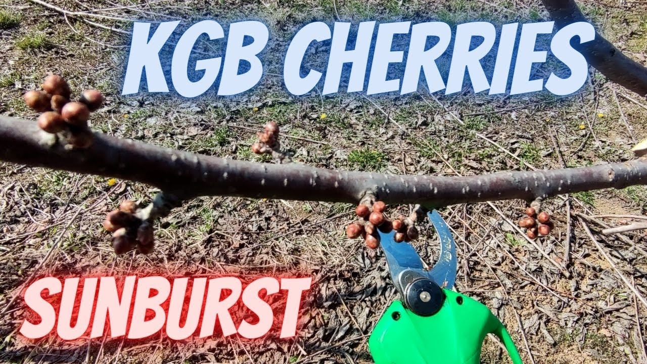 How to prune cherry on KGB system Sunburst