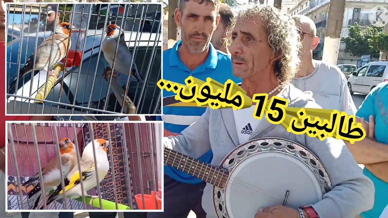 سوق الحراش للطيور 2021 # فنان مجهول يخطف أنظار المارة بساحة بلدية الحراش ⁦❤️⁩⁦❤️⁩⁦🇩🇿⁩