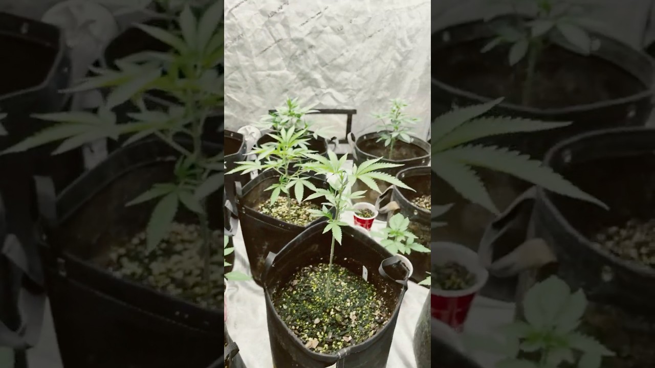 ￼Ac infinity 4x4 g￼row tent #shorts #420