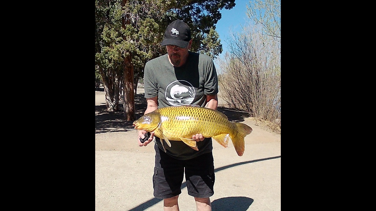 Virginia Lake 3/18/2026. First Carp of the year 2026