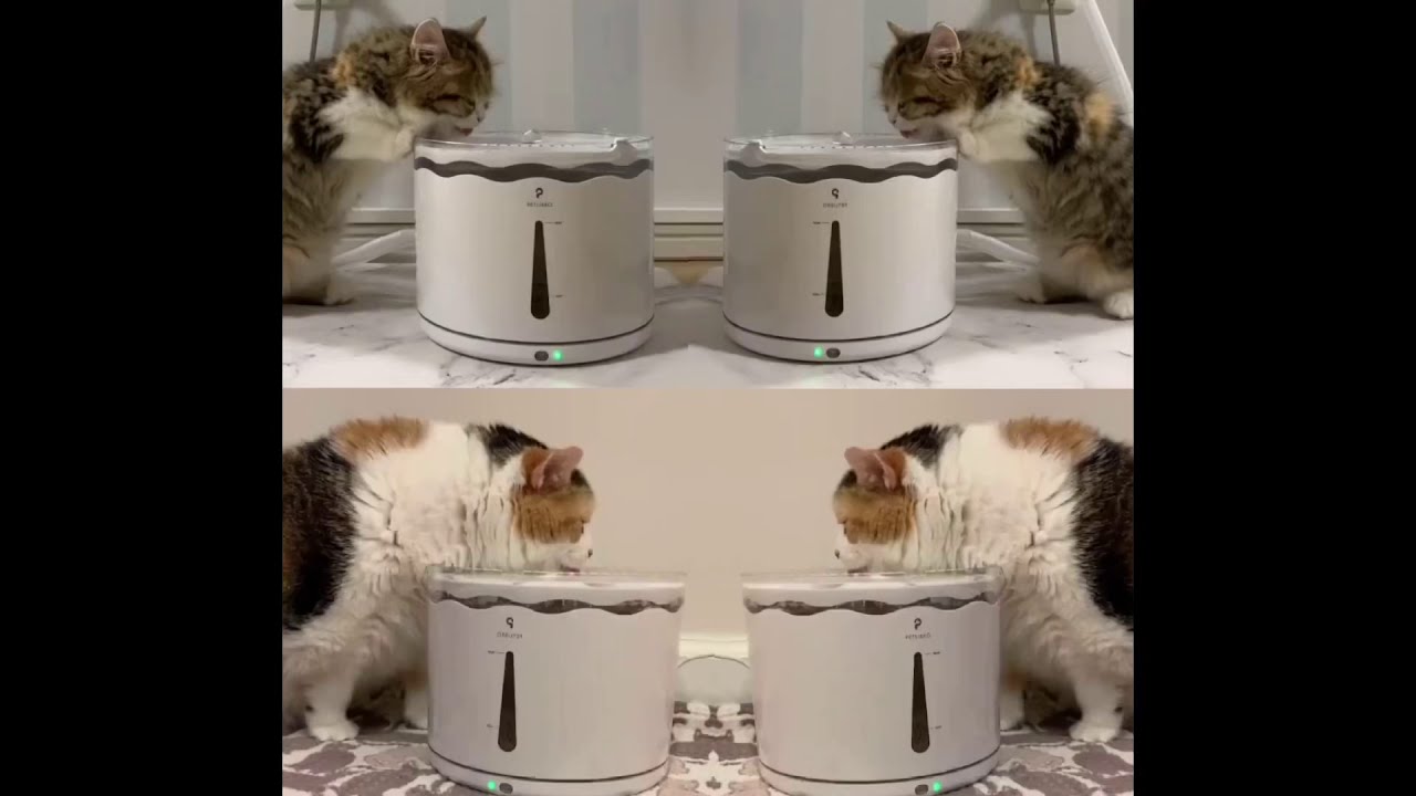 PETLIBRO Cloud Water Fountain | Keep your cats hydrated and healthy