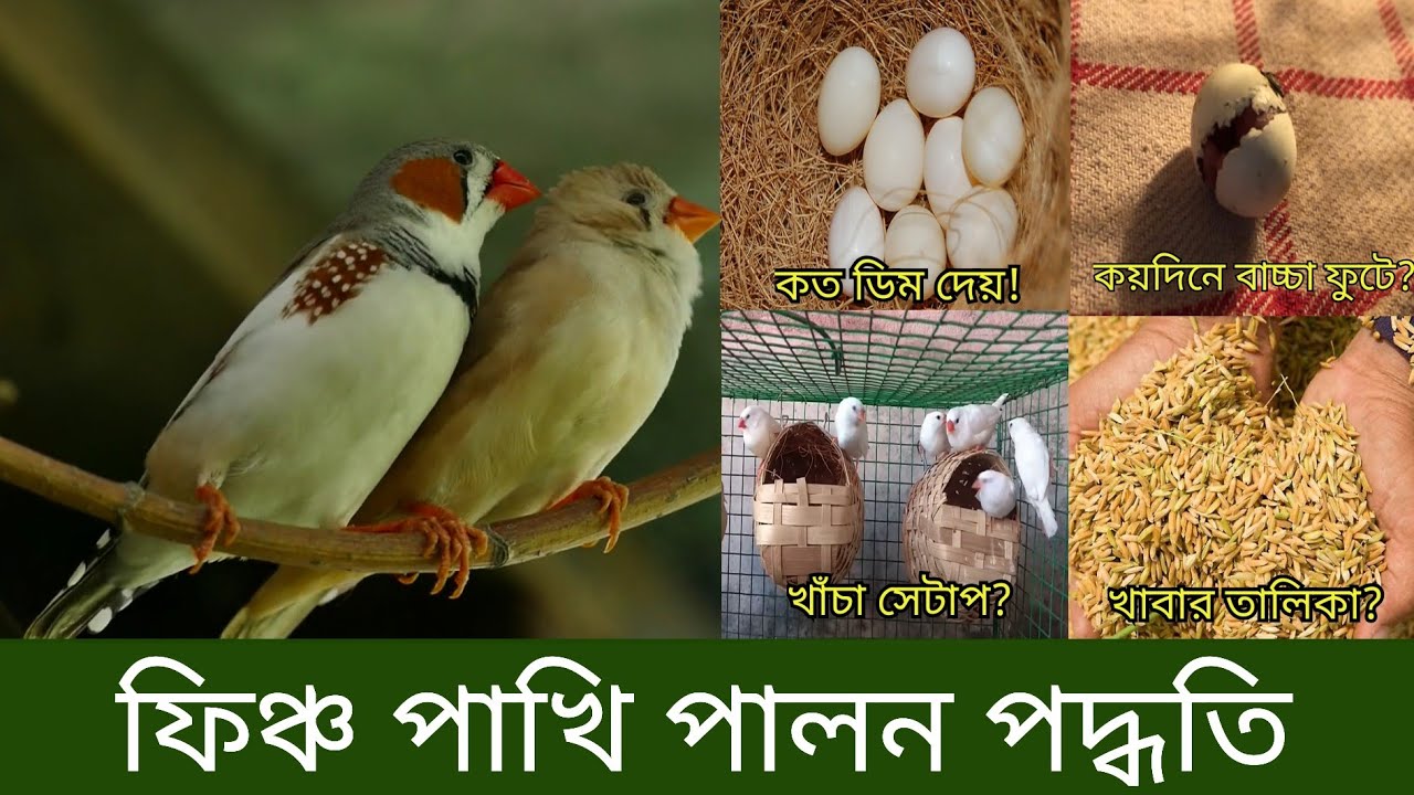 জেব্রা ফিঞ্চ পাখি পালন পদ্ধতি | Zebra Finch Rearing Bangla | Finch Pakhi Palon | Finch Pakhir Dam