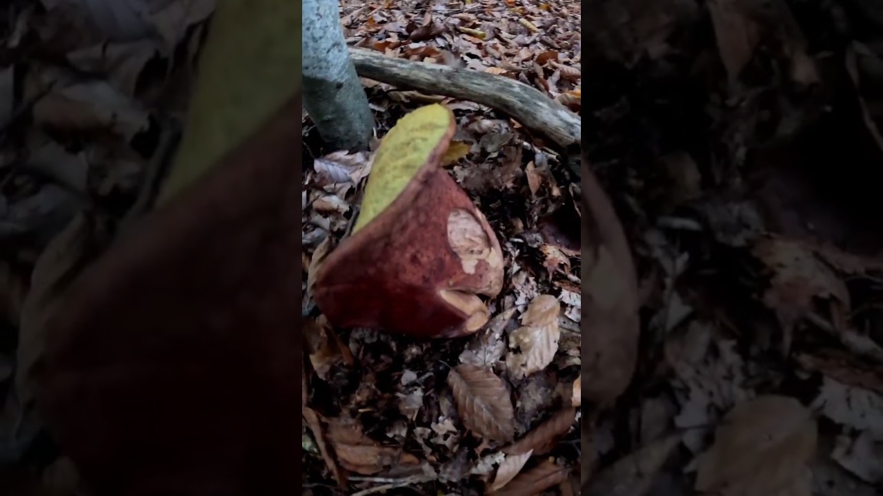 Boletus Pinophilus🍄strange shape;autumn2024#wildlife #nature #new #pilze #foryou #forest #4k #shorts