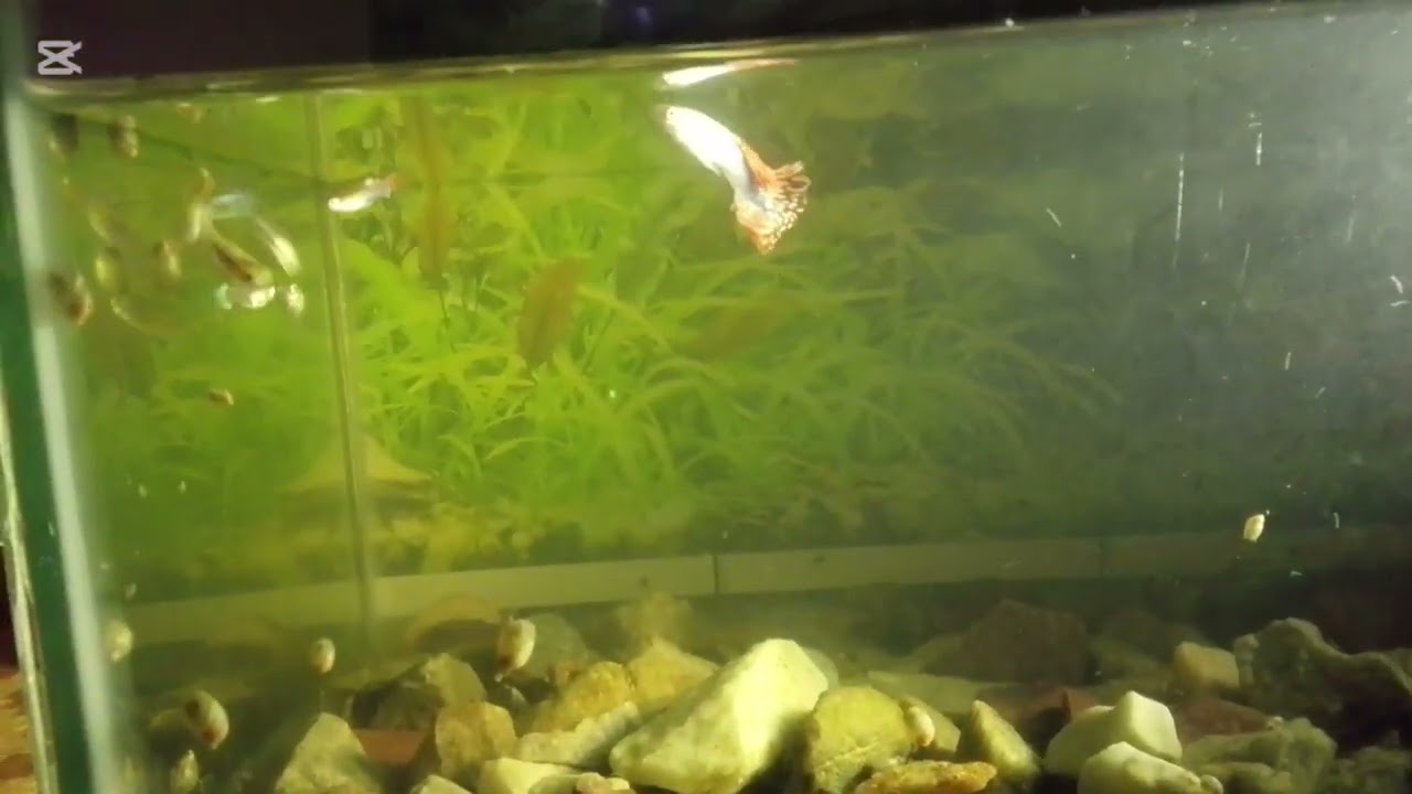 #fish #familytiktok 