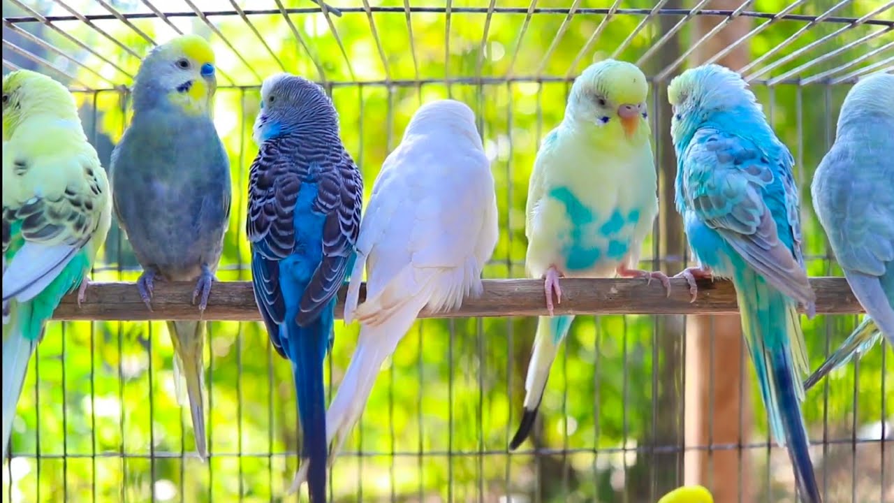 NEW The BEST PARAKEETS SOUNDS 8 Hours for your birds to listen to with MUSIC