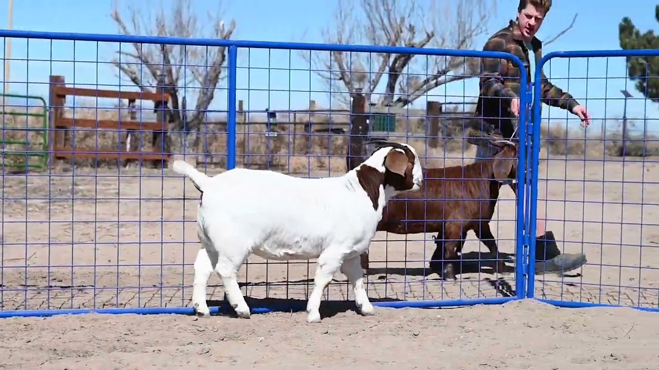 MGS1 Sunset Tequila Sunrise  Spring Fling Sale 2023