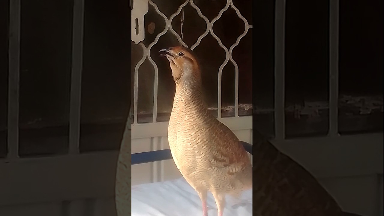 desi teeter ki awaz😍