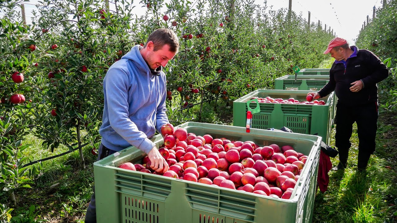 La Pomme ! L'Automne dans les vergers lémaniques [UFL]