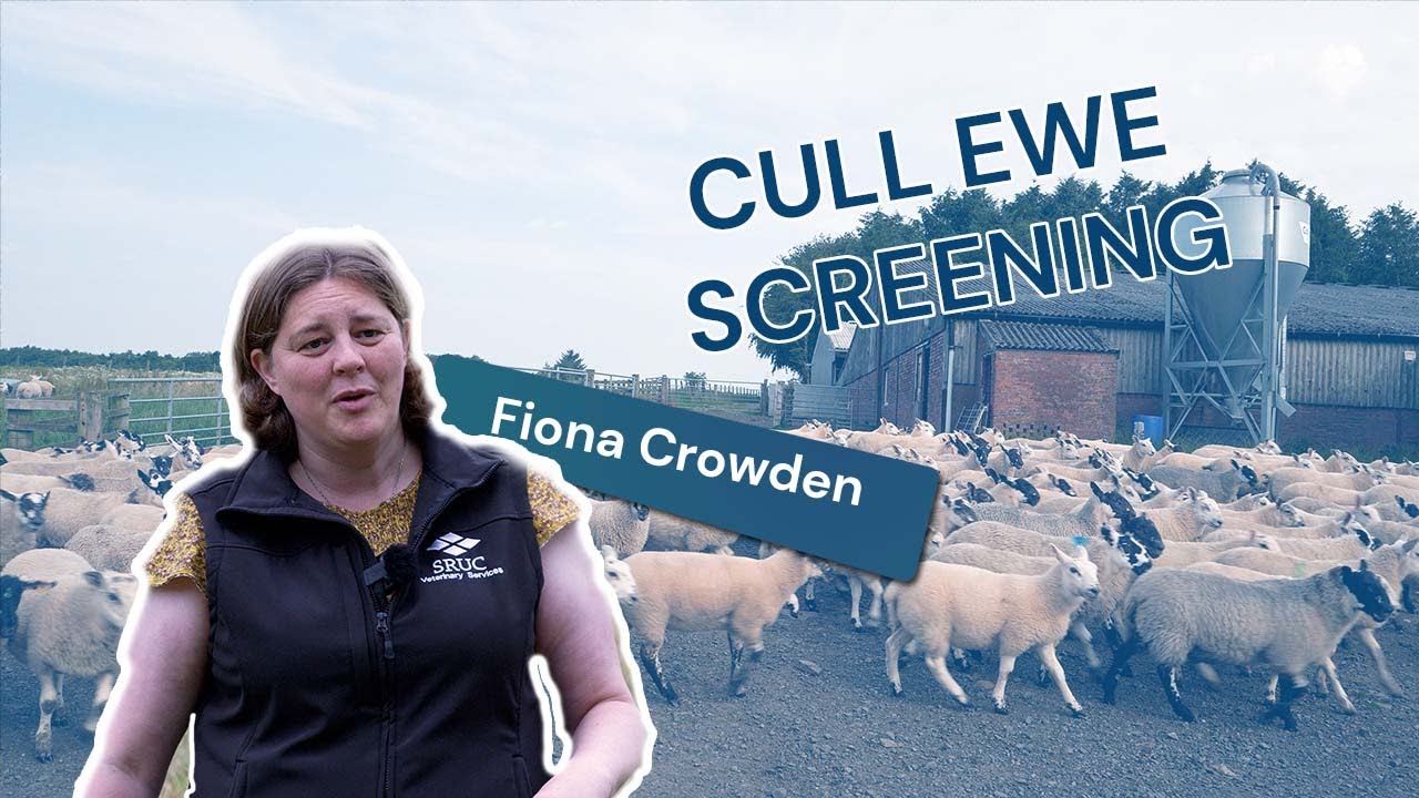 Cull Ewe Screening
