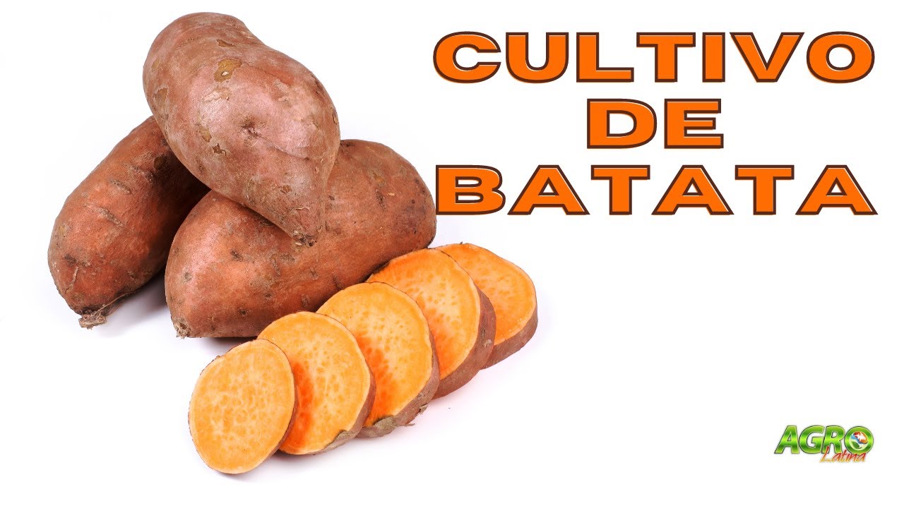 CULTIVO Y USOS DE LA BATATA / BONIATO / CAMOTE / CUMARA.