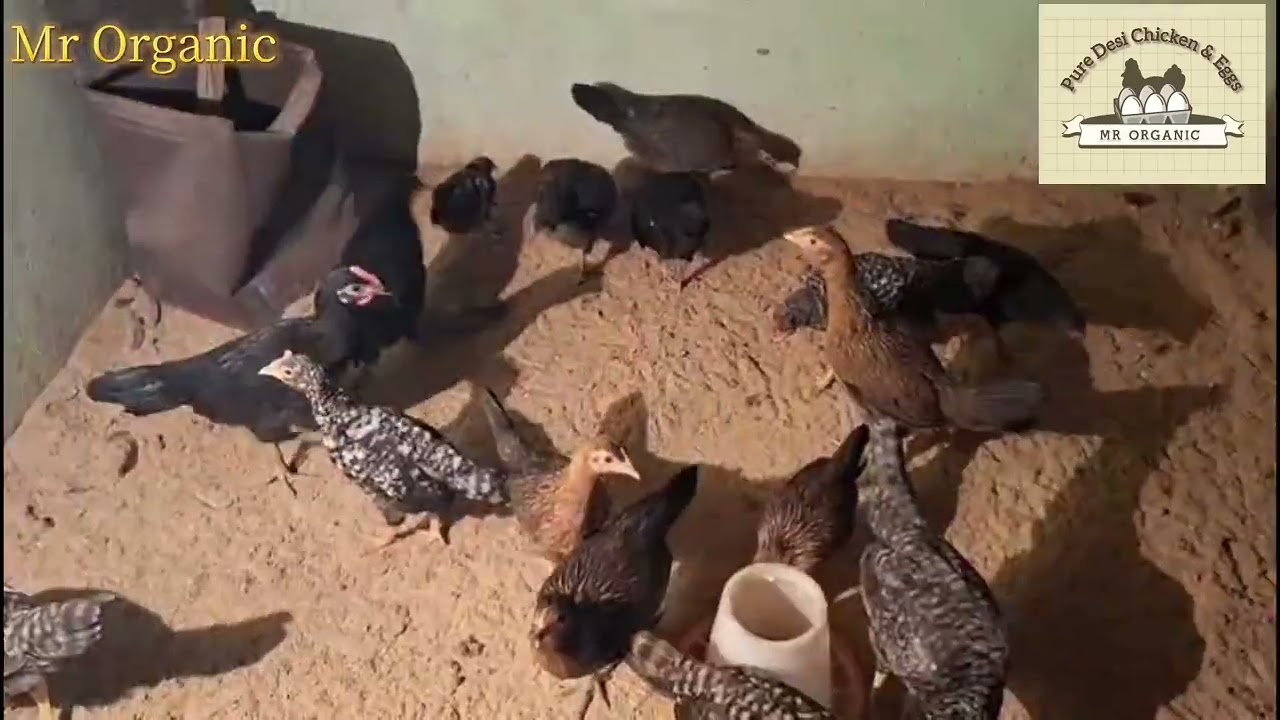 One Months Birds #Organicfarm #Mrorganic #freerangechickens #🐔 #chicks #pureorganic 