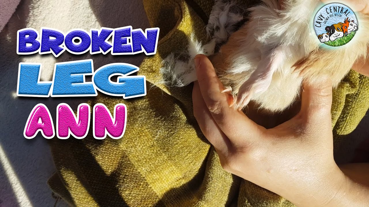 Guinea pig broken leg and limping at Cavy Central Guinea Pig Rescue