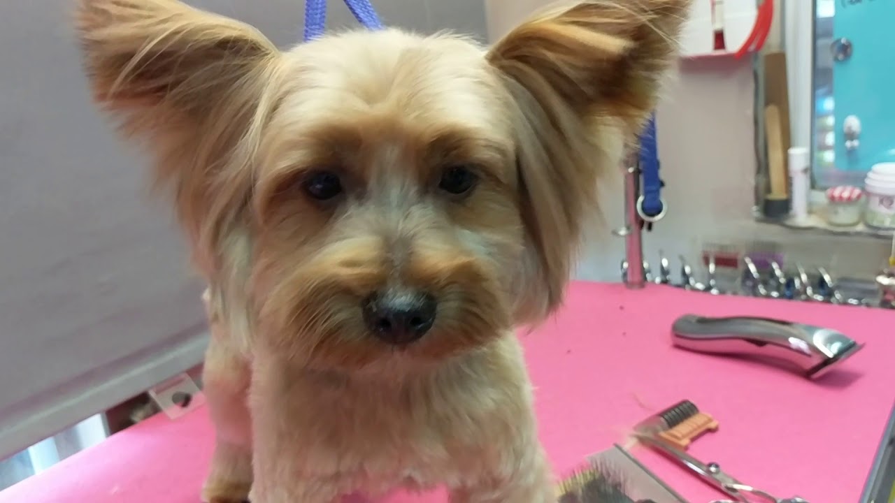 Asian style grooming: butterfly ear on Jasper the yorkie. by Joanne Parker