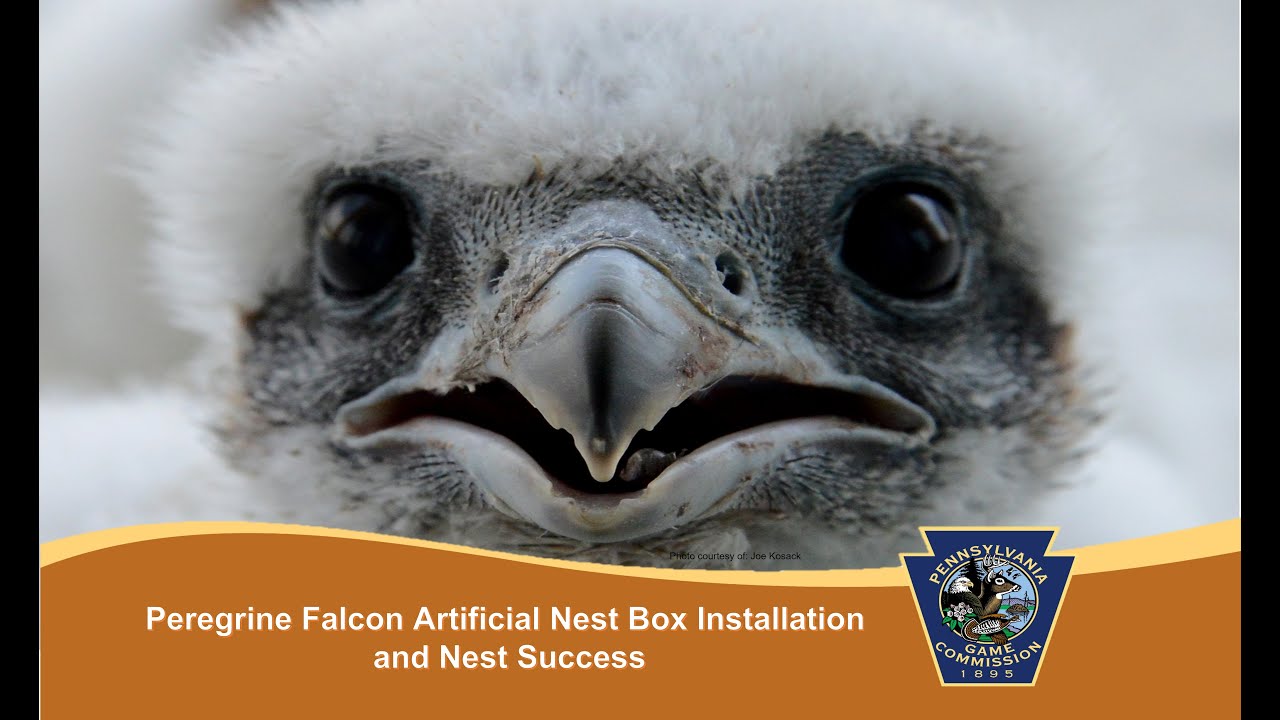 Peregrine Falcon Artificial Nest Box Installation and Nest Success