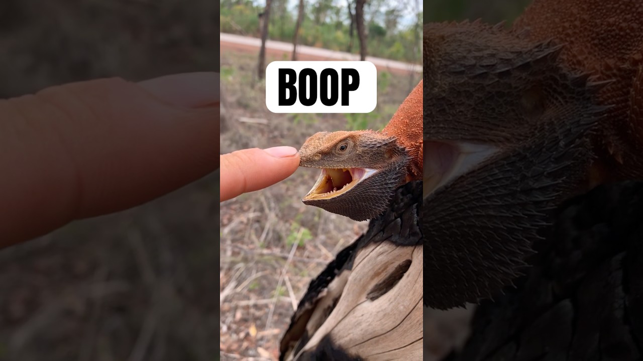 #nature #australie #faune #animauxsauvages #boop #piqure #morsure #yoink #pogona