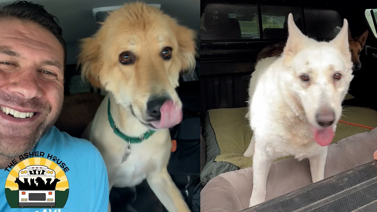After their owner passed this bonded pair had difficulty getting adopted | The Asher House