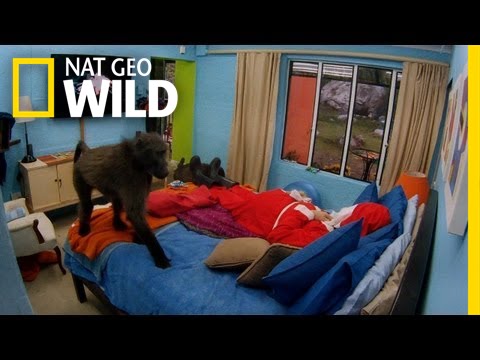A Visit From Santa | Big Baboon House
