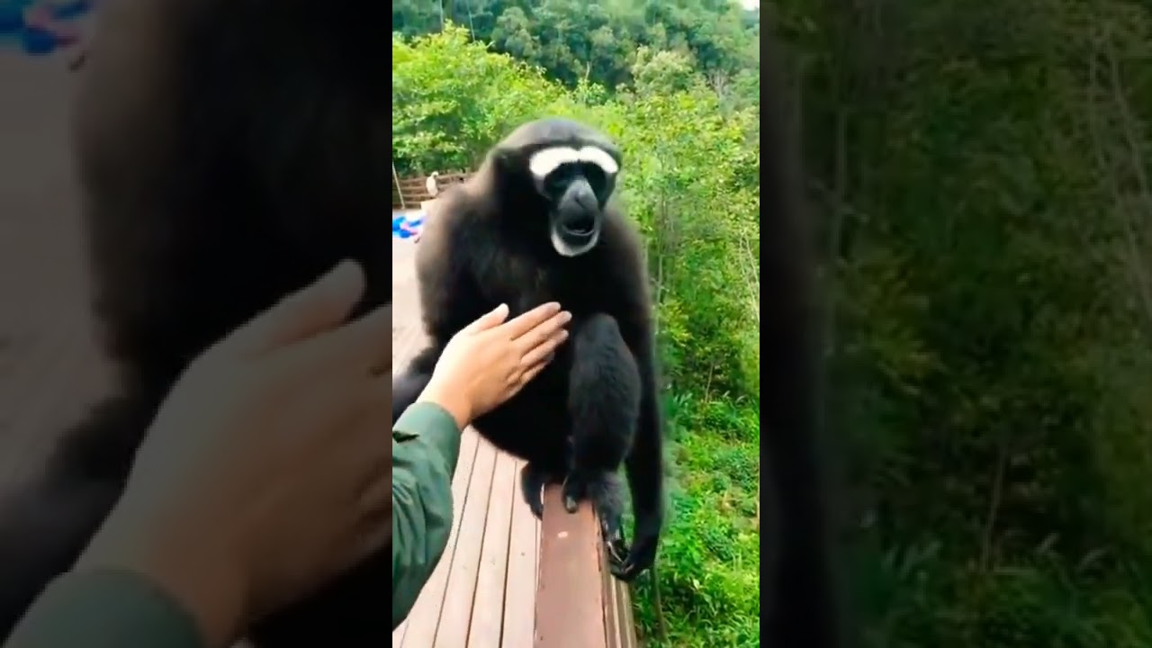 Gibbons sounds 