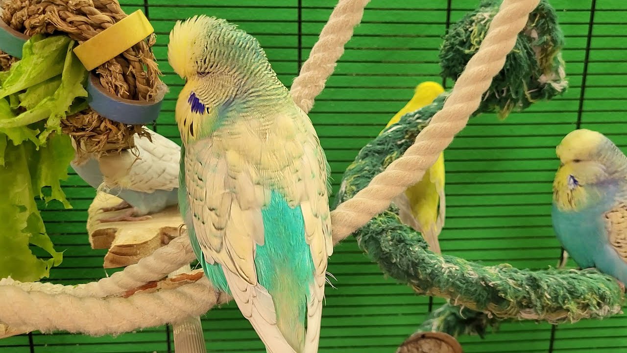 7 hours of happy budgie sounds