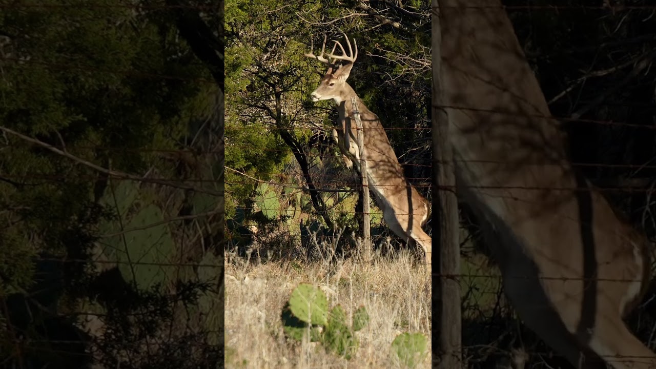 Big bucks and low fences! #deer #archery #bowhunting #hunting #bucks