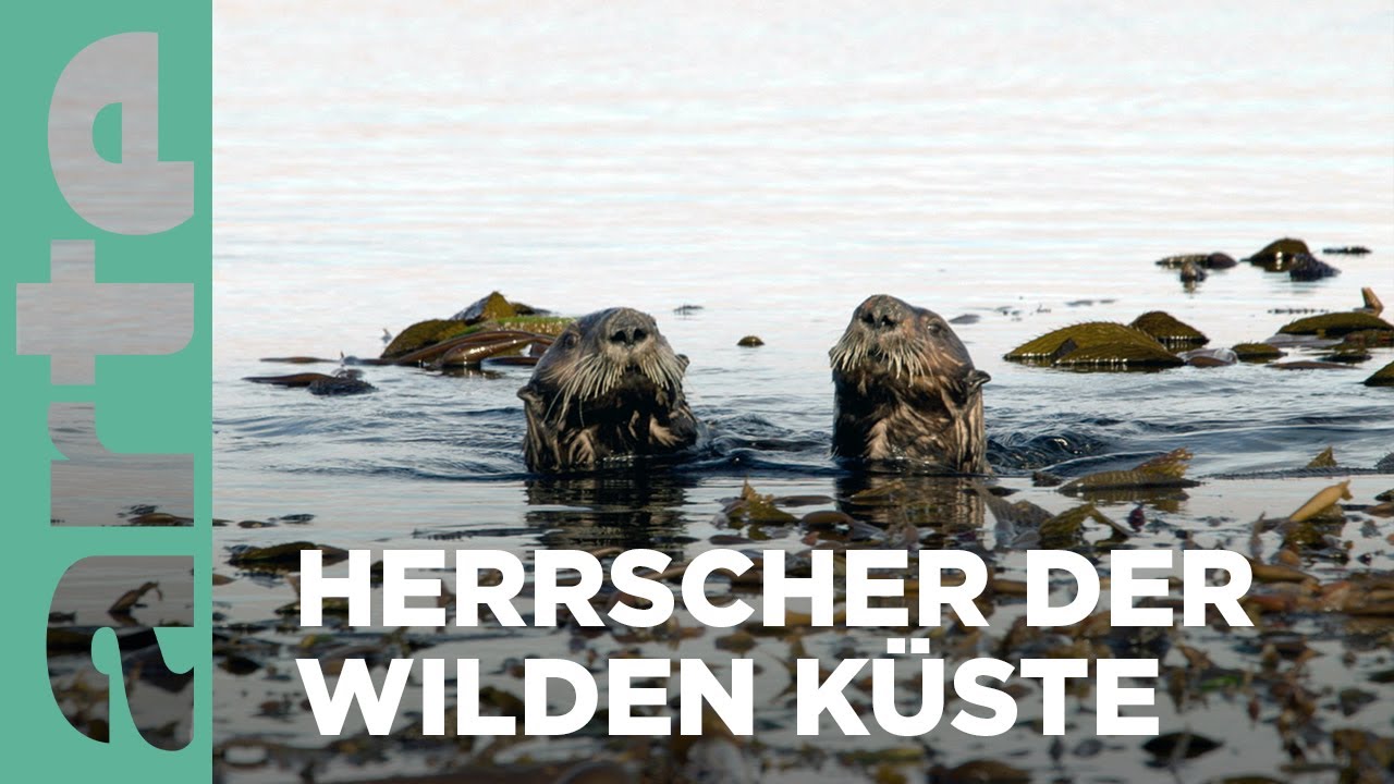 Tiere der Salischen See | Mal Meer, mal Land | ARTE Family