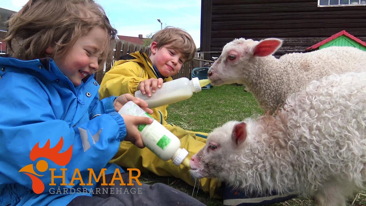 Hamar gårdsbarnehage.