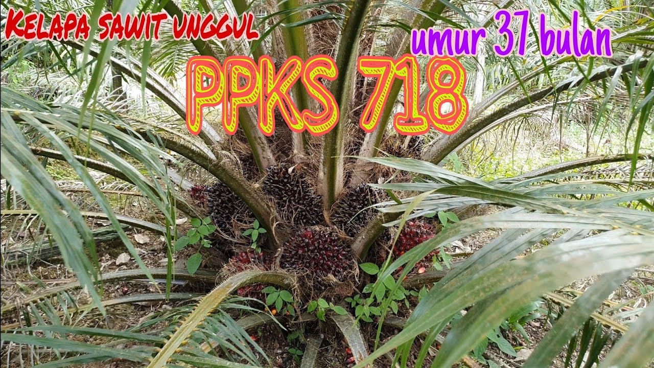 Kelapa sawit unggul dari jenis Ppks 718 siap di panen umur 3 Tahun 1Bulan