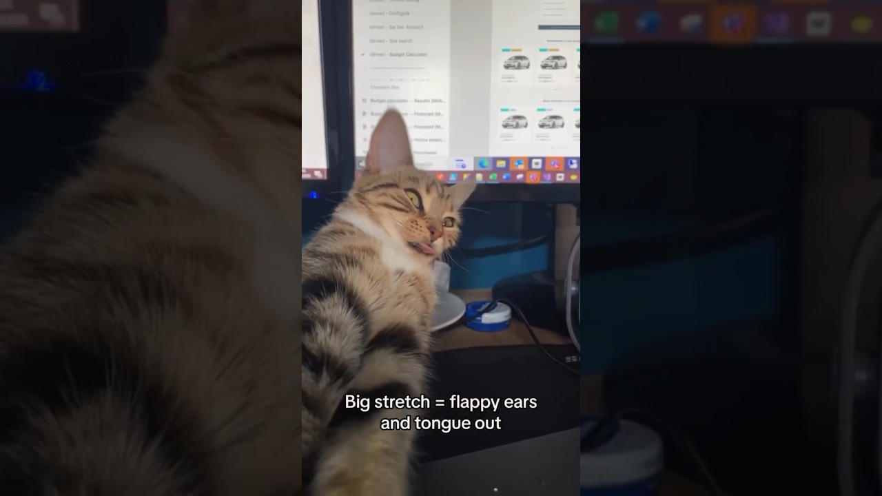 Funny Cats and Dogs 😂😹 #trynottolaugh