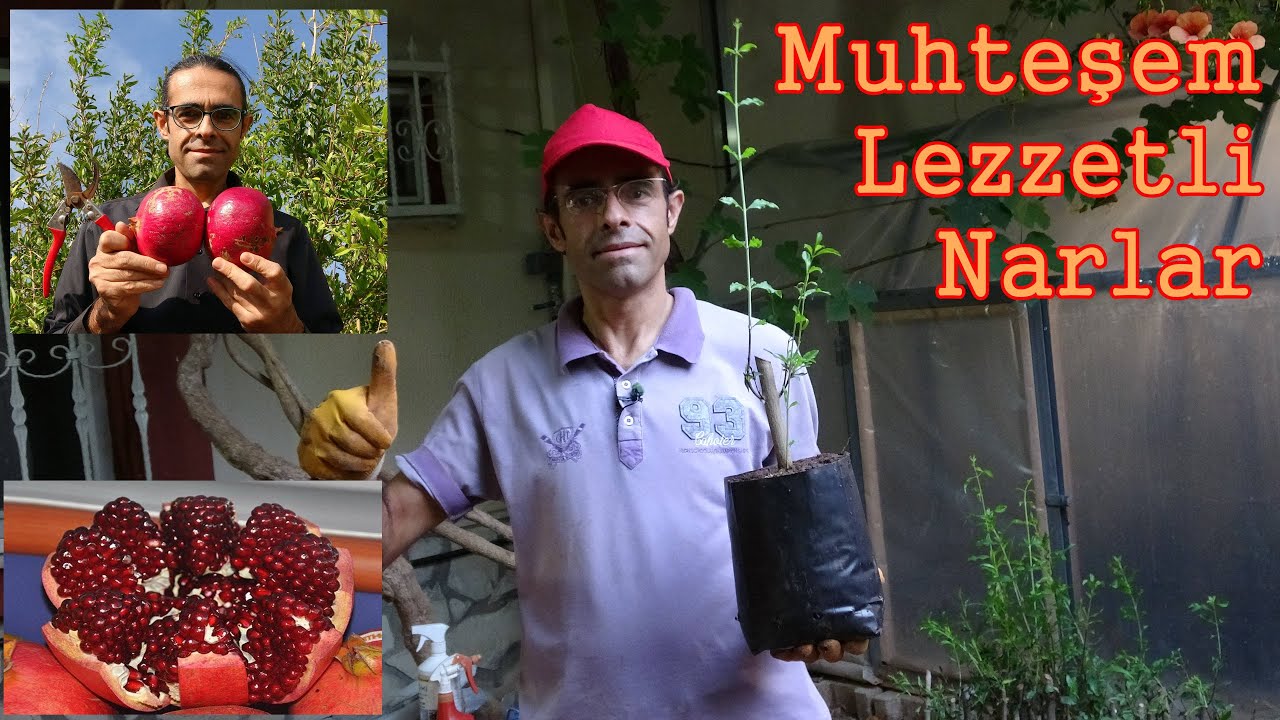 Nar Ağacımızın Yavruları Dünyaya Geldi 🌴🌱