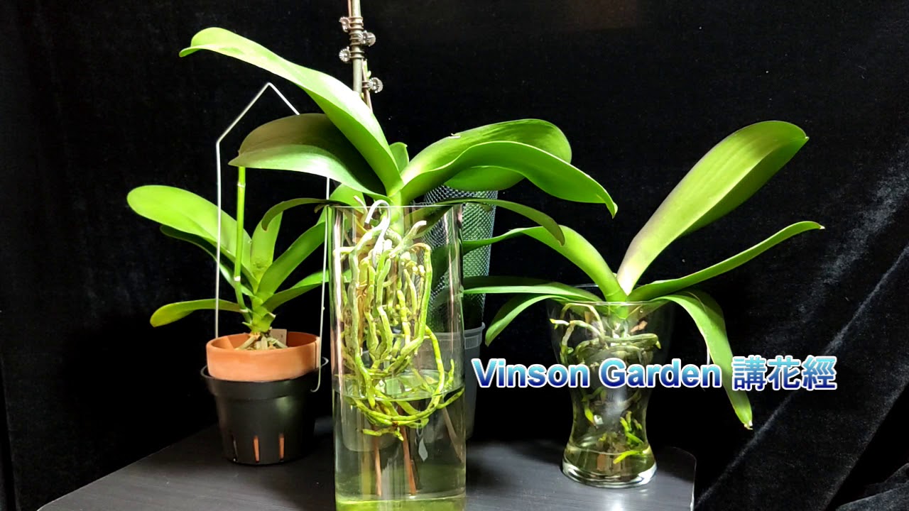 水培蝴蝶蘭成功長花梗與失敗，心得分享【Vinson Garden 講花經】