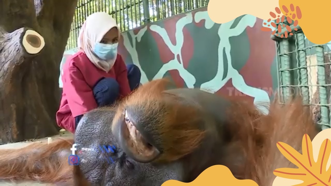 kepoin Proses Pengobatan Orang Utan Yang Sedang Sakit | SI OTAN (05/07/21)