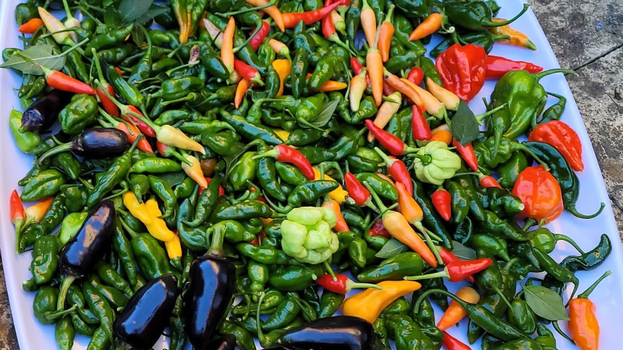Harvesting Bangladeshi Naga Chillies || Shokher Bagan UK 2025